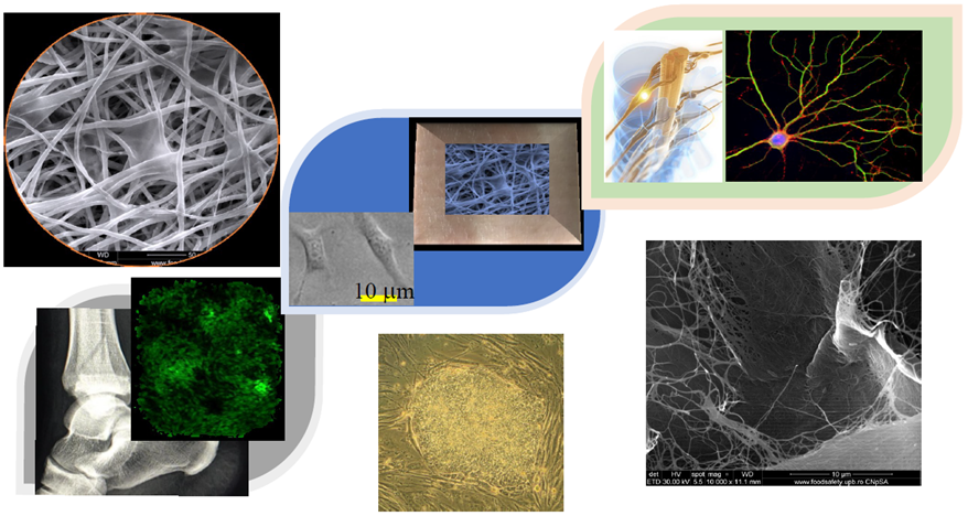Imagine reprezentativă pentru Bioinginerie aplicată pentru medicină regenerativă